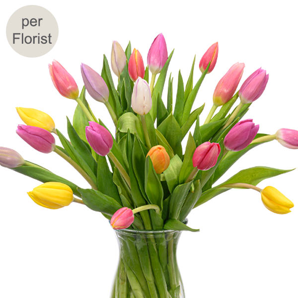 Tulpen im Bund