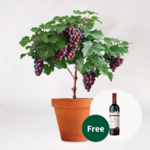 Grapevine & red wine (0,75 l) set