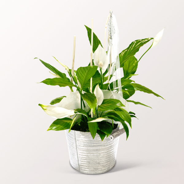 Big Peace Lily