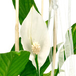 Big Peace Lily