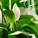 Big Peace Lily