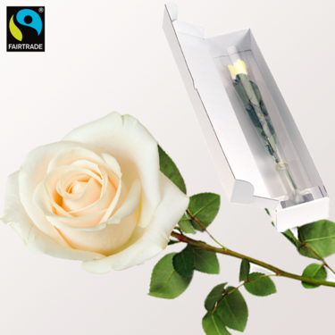 White Fairtrade premium rose in quality gift box