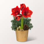 Red Amaryllis in a pot