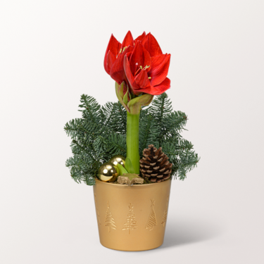 Red Amaryllis in a pot