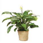 Classic Peace Lily Plant