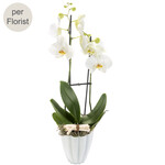 Weiße Orchidee im Topf