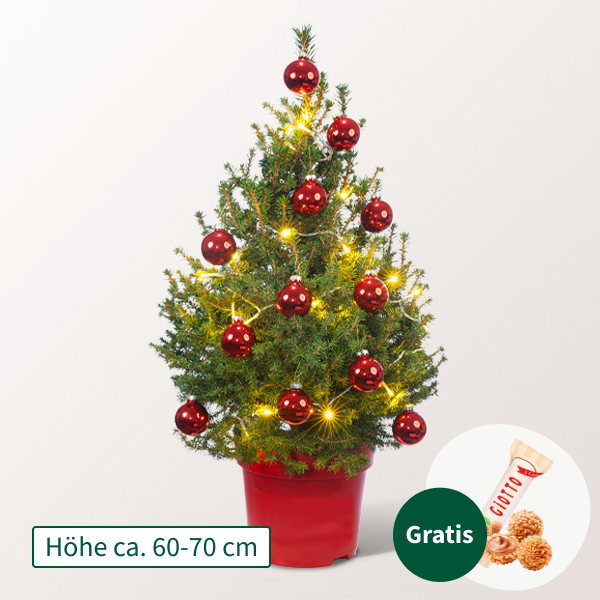 Weihnachtsbaum Little Santa mit Lichterkette & mit Ferrero Giotto 3er