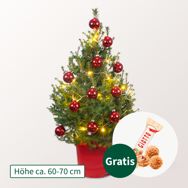 Weihnachtsbaum Little Santa mit Lichterkette & mit Ferrero Giotto 3er