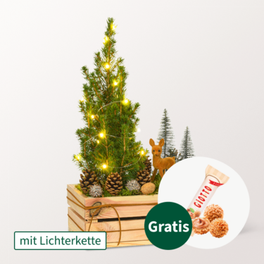 Arrangement Winterkuss mit Lichterkette & mit Ferrero Giotto 3er