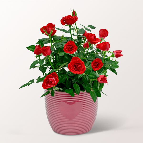 Red Rose in a pot