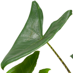 Arrow Leaf (Alocasia Zeberina)