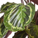 Calathea Medallion