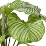 Calathea Orbifolia