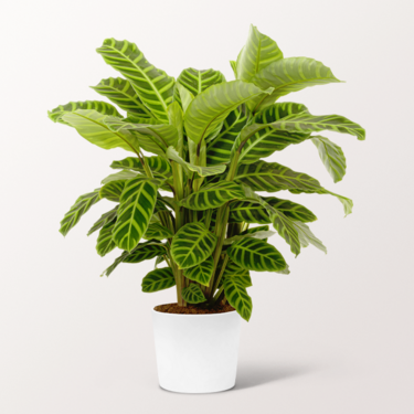 Calathea Zebrina