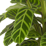 Calathea Zebrina