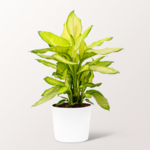 Dieffenbachia Summer Style