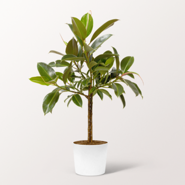 Gummibaum (Ficus Elastica)