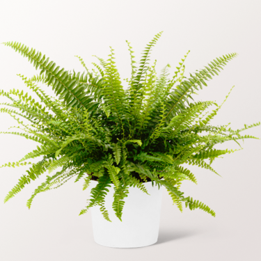 Sword Fern