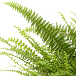 Sword Fern