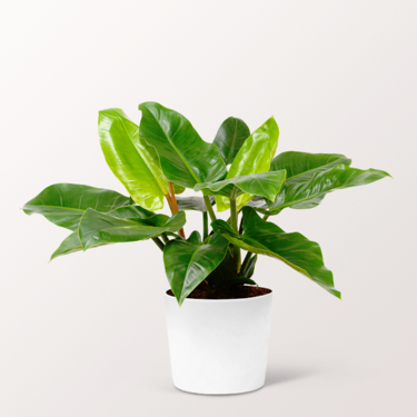 Philodendron Imperial Green