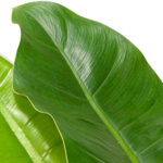 Philodendron Imperial Green