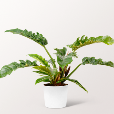 Philodendron Narrow