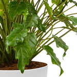 Philodendron Xanadu