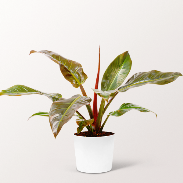 Philodendron Imperial Red