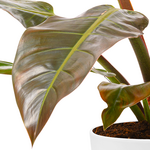 Philodendron Imperial Red