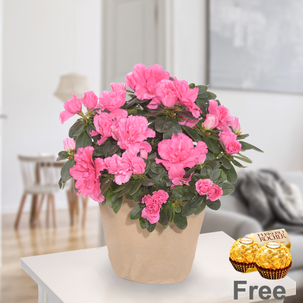 Pink Azalea with 2 Ferrero Rocher - Send flowers online with 