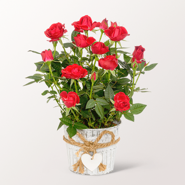 Red Rose in a zinc pot