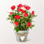 Red Rose in a zinc pot