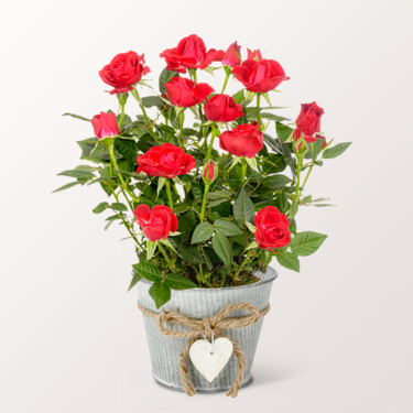 Red Rose in a zinc pot