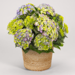 Blue Hydrangea in a seagrass basket