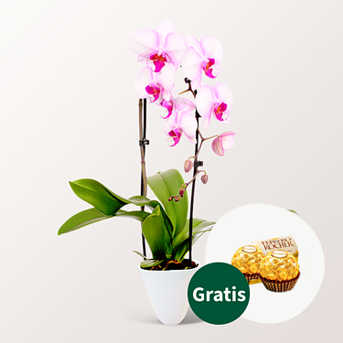 Rosa Orchidee im Topf mit 2 Ferrero Rocher