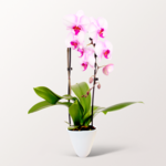 Light Pink Orchid in a pot