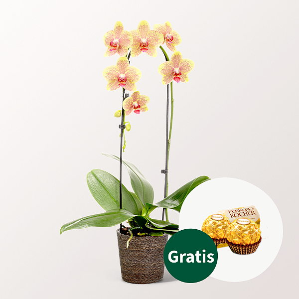 Gelbe Orchidee im Seegraskorb mit 2 Ferrero Rocher