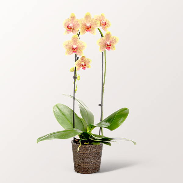 Yellow Orchid in a sea grass basket