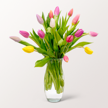 Tulpen im Bund