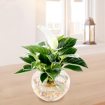 Waterplant Philodendron