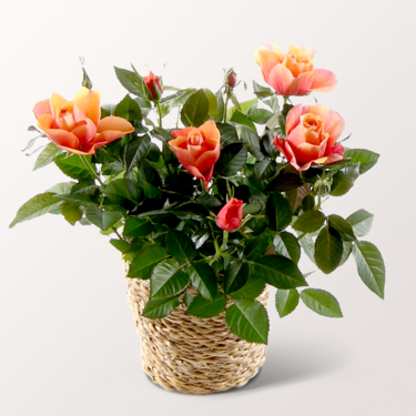 Orange Rose in wicker basket