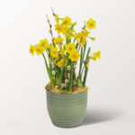 Flower Arrangement Daffodil Dream