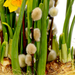 Flower Arrangement Daffodil Dream