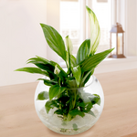 Water Plant Peace Lily Kochii