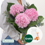 Rosa Hortensien mit Eukalyptus mit Vase & Ferrero Giotto 3er