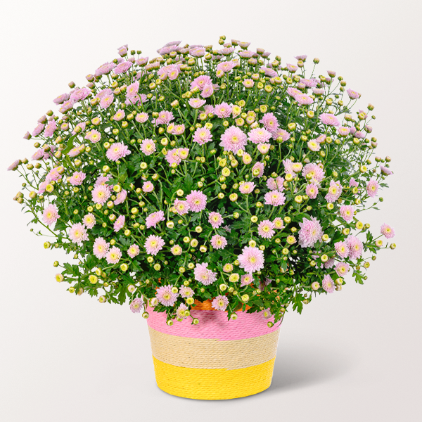 Light pink chrysanthemums in a sea grass basket