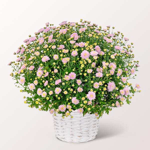 Light pink chrysanthemum in a basket