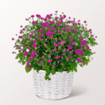 Pink chrysanthemum in a basket