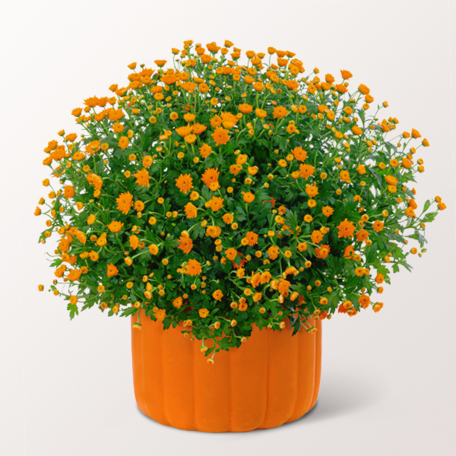 Orange Chrysantheme im Kürbis-Topf