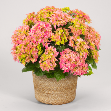 Light Pink Hydrangea in a sea grass basket